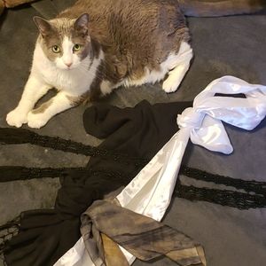4 dressy scarves bundle